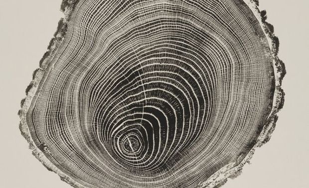 01 寒带树木——沉潜之后厚积薄发

在北欧的寒带地区，树木的年轮长得又细又密，使得整株树木结实、耐寒，有效地抵御了外界恶劣气候的侵袭，树木最终得以长成茂盛的参天大树。

作为一名20年的设计人，余颢凌一直深谙“寒带树木”背后蕴含的人生启示，坚持锻造自身的“年轮”，并以之为动力源泉，用自己的毅力、执着与韧劲儿对抗着外界严酷的市场环境，每一次探索、挫败之后，“年轮”也逐渐变得更加“细密”。

在历经了2次创业失败之后，余颢凌终于于2015年创立了Studio.Y余颢凌设计事务所，2016年创立了尚舍生活设计，双品牌经营至今，凭借着不妥协的努力，每一步都走得坚实有力，赢得了众多衷心客户，也收获了国内外设计界的权威认可。