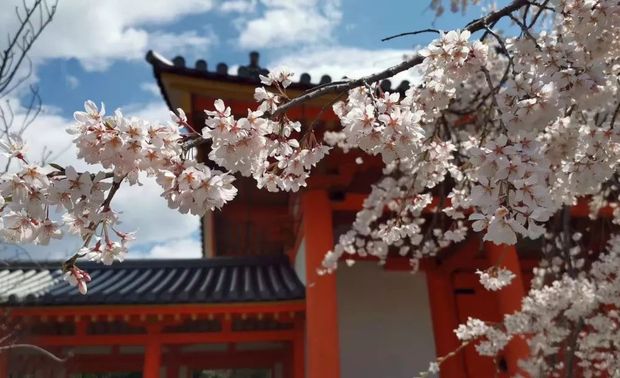  纯洁的樱花与朱红的庙宇建筑辉映下，美不胜收