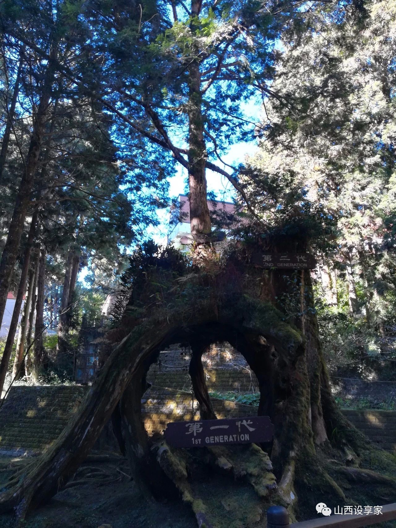 神木是桧木，主要产地就在阿里山，其木质坚硬，极难成型非常珍贵，我们见识到了几千年的神木，也赞叹于三代神木的生生不息。