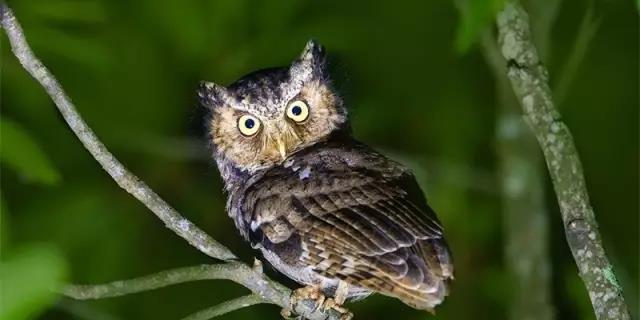 ▲台湾珍稀猫头鹰品种：黄嘴角鸮