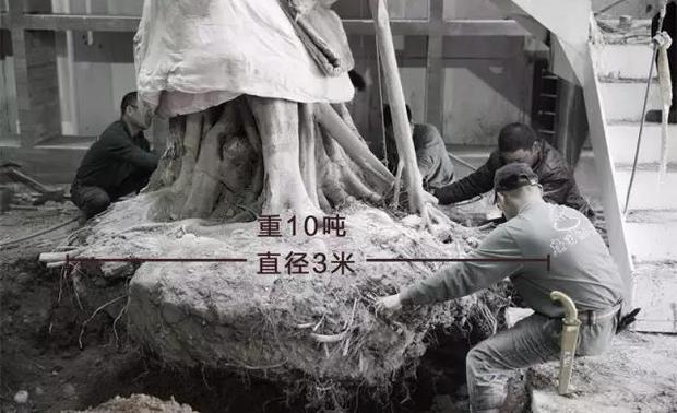 在种榕树前，挖土机开到室内挖一个很深的树洞，同时在二层的顶部需要拆顶开窗，现场甚至动用120吨大吊车来进行移植和安装，树种上之后还需进行修枝调整，使榕树更好的融入此空间，光是种这颗榕树就花了一整天的时间。
