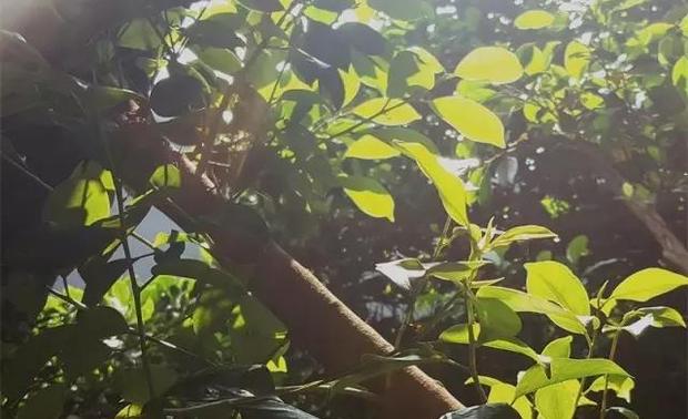 这颗榕树是设计师张清平专门从拯救老树的机构树木银行认养。之所以认养榕树，是因为榕树承载着许多儿时的美好回忆。